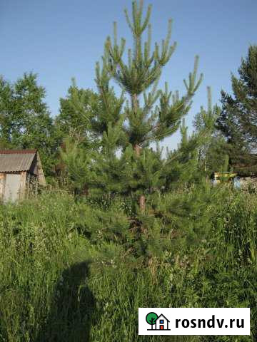 Участок ИЖС 17 сот. на продажу в Кузедеево Кузедеево - изображение 1