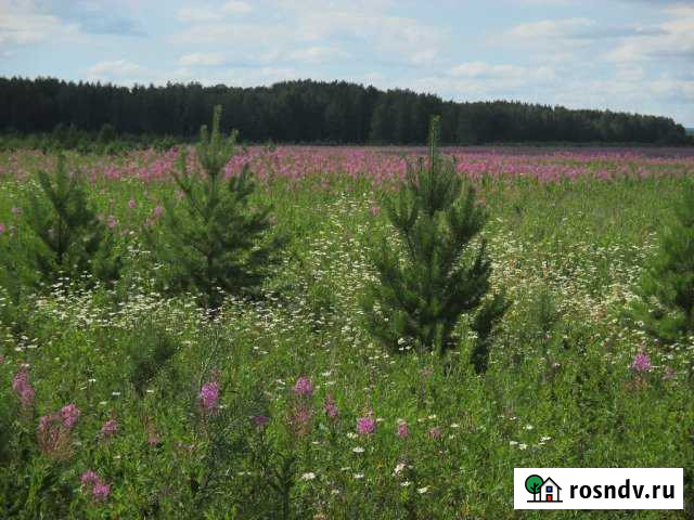 Участок СНТ, ДНП 194 сот. на продажу в Щелкуне Щелкун - изображение 1