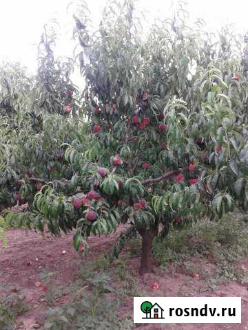 Участок СНТ, ДНП 100 сот. на продажу в Джанкое Джанкой - изображение 1