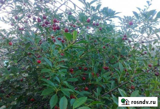 Участок СНТ, ДНП 5 сот. на продажу в Заречном Свердловской области Заречный - изображение 1