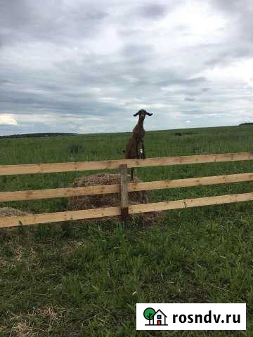 Участок СНТ, ДНП 8300 сот. на продажу в Михайлове Михайлов - изображение 1