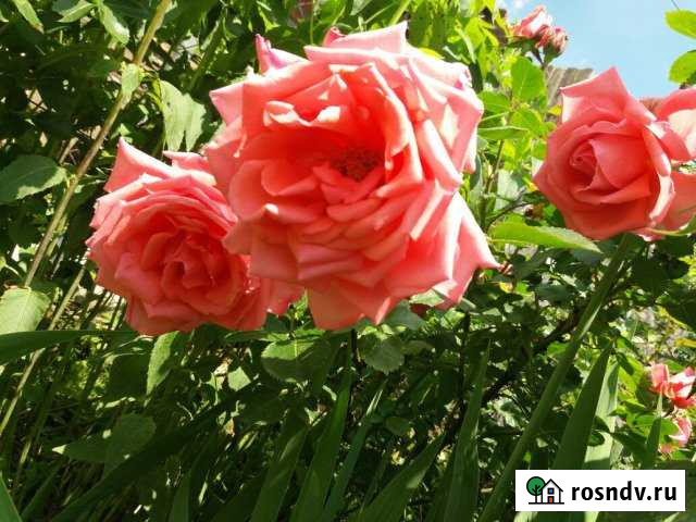 Участок ИЖС 10 сот. на продажу в Марьянской Марьянская - изображение 1