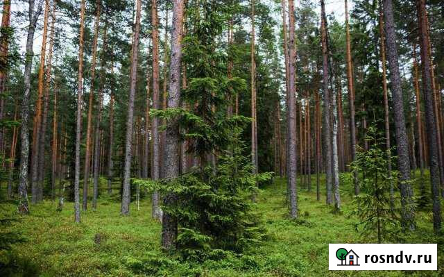 Дача 60 м² на участке 15 сот. в аренду на длительный срок в Сосново Сосново - изображение 1