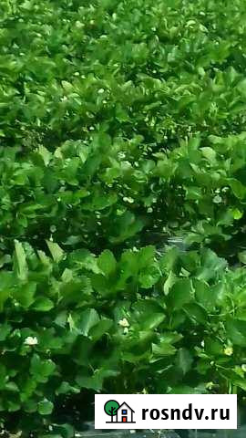 Участок СНТ, ДНП 300 сот. в аренду в Пшехской Пшехская - изображение 1