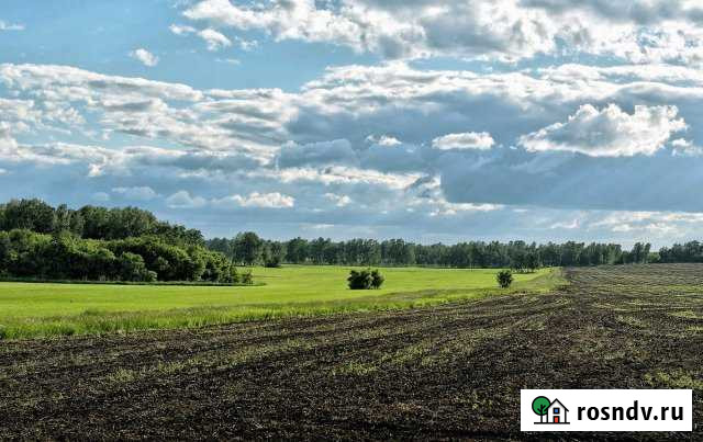 Участок СНТ, ДНП 1600 сот. на продажу в Краснозерском Краснозерское - изображение 1