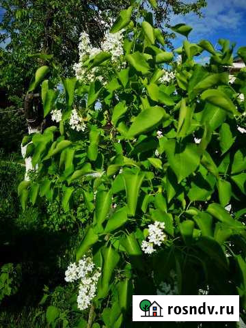 Участок СНТ, ДНП 10 сот. в аренду в Коммунаре Коммунар - изображение 1