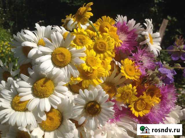 Участок СНТ, ДНП 10 сот. на продажу в Новосемейкино Новосемейкино - изображение 1