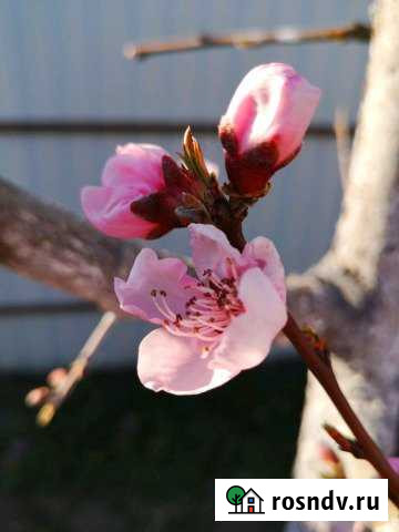 Участок ИЖС 17 сот. на продажу в Анапской Анапская - изображение 1