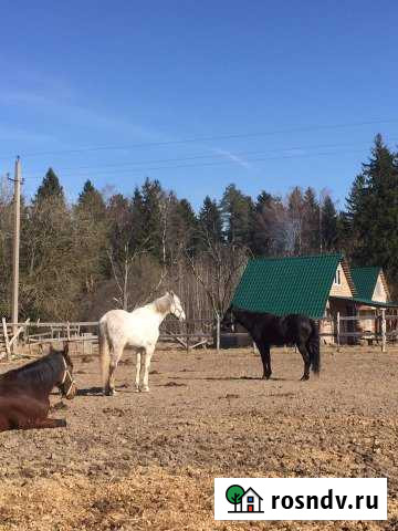Дом 60 м² на участке 30 сот. в аренду посуточно в Санкт-Петербурге Санкт-Петербург - изображение 1