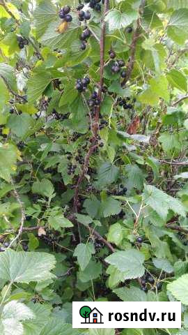 Участок СНТ, ДНП 12 сот. на продажу в Бийске Бийск - изображение 1