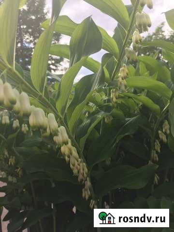 Участок СНТ, ДНП 6 сот. на продажу в Рощино Ленинградской области Рощино - изображение 1