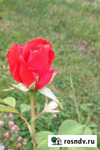 Участок СНТ, ДНП 6 сот. на продажу в Воровского Воровского - изображение 1