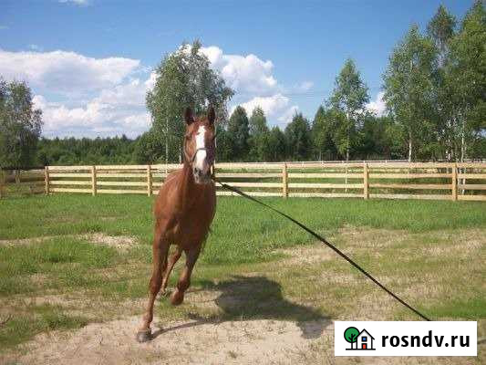 Участок СНТ, ДНП 15 сот. на продажу в Талдоме Талдом - изображение 1