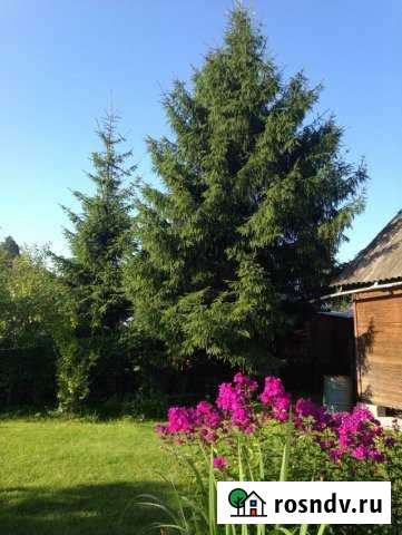 Участок СНТ, ДНП 6 сот. на продажу в Андреевке Андреевка - изображение 1