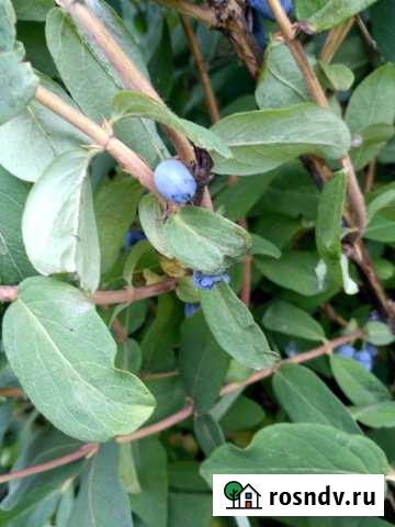 Дача 20 м² на участке 5 сот. на продажу в Ржеве Ржев - изображение 1