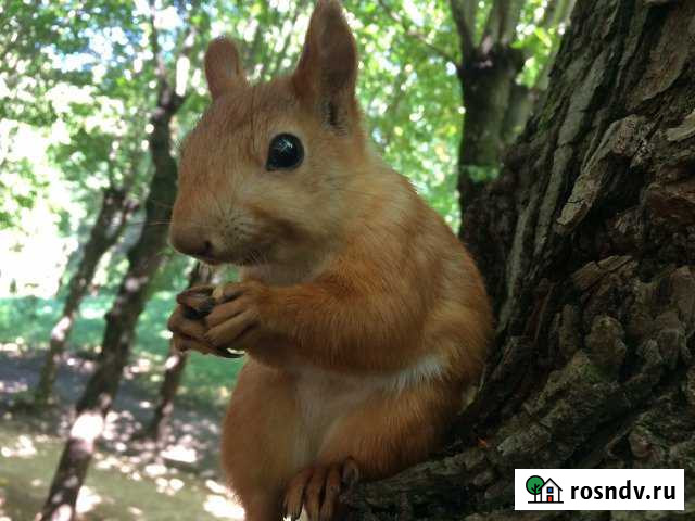 Участок ИЖС 24 сот. на продажу в Кизилюрте Кизилюрт - изображение 1