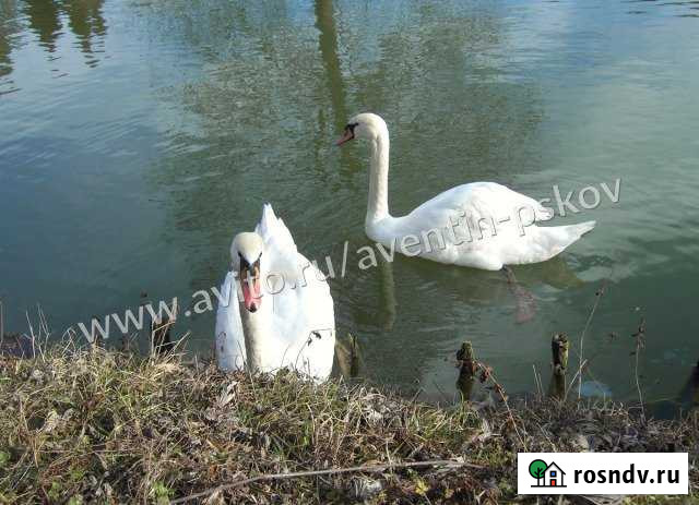 Коттедж 242 м² на участке 31 сот. на продажу в Печорах Печоры - изображение 1