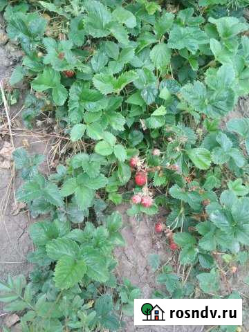 Дача 250 м² на участке 8 сот. в аренду посуточно в Дербенте Дербент - изображение 1