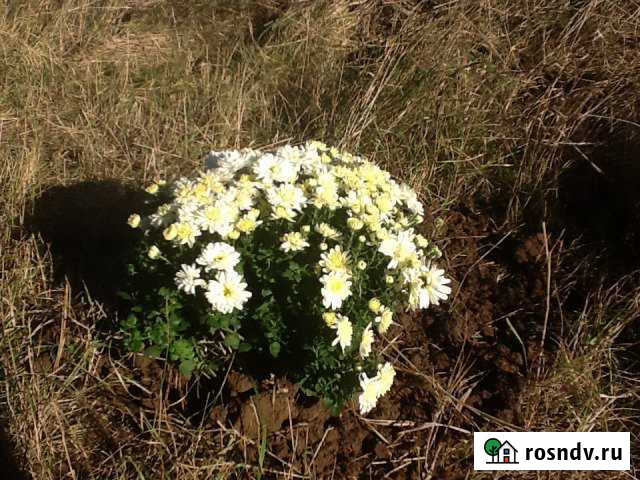 Участок ИЖС 50 сот. на продажу в Горелом Горелое - изображение 1