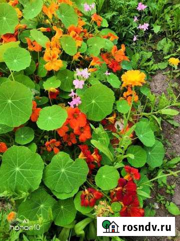 Дом 80 м² на участке 16 сот. на продажу в Марьяновке Марьяновка - изображение 1