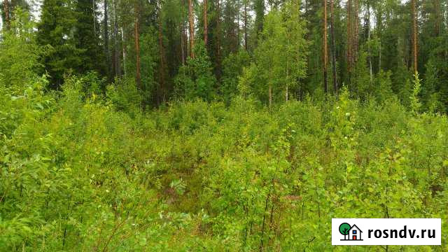 Участок СНТ, ДНП 10 сот. на продажу в Костомукше Костомукша - изображение 1
