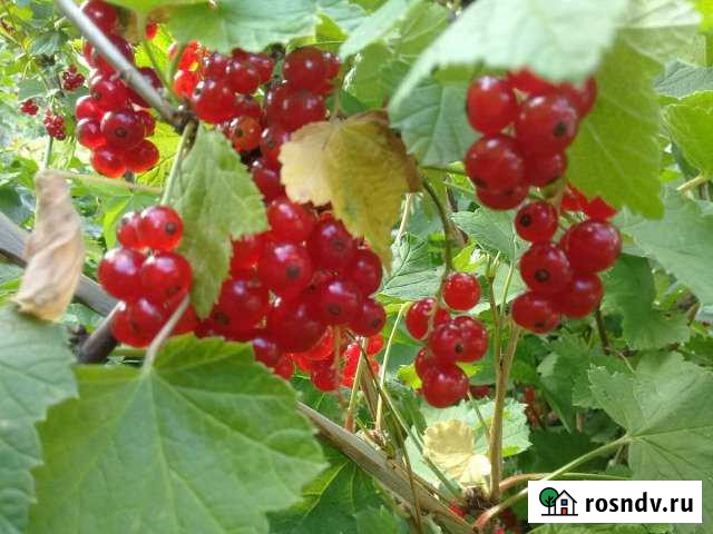 Дом 100 м² на участке 20 сот. на продажу в Думиничах Думиничи - изображение 1