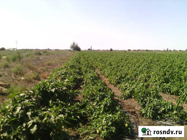 Участок СНТ, ДНП 600 сот. в аренду в Красном Яре Астраханской области Красный Яр - изображение 1