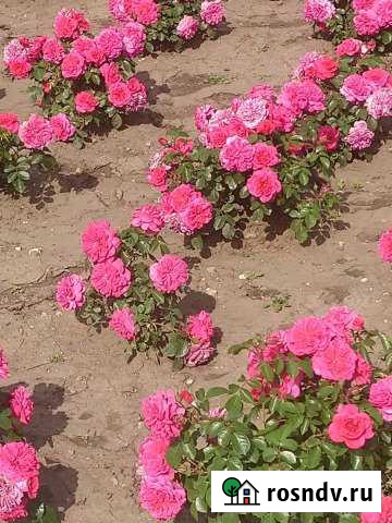 Участок СНТ, ДНП 6 сот. в аренду в Пятигорске Пятигорск - изображение 1