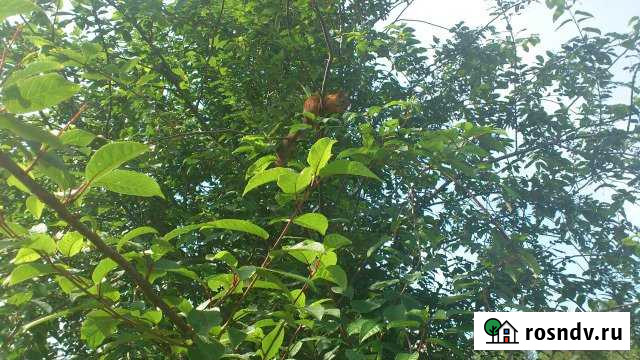 Дача 20 м² на участке 7 сот. на продажу в Ноябрьске Ноябрьск - изображение 1