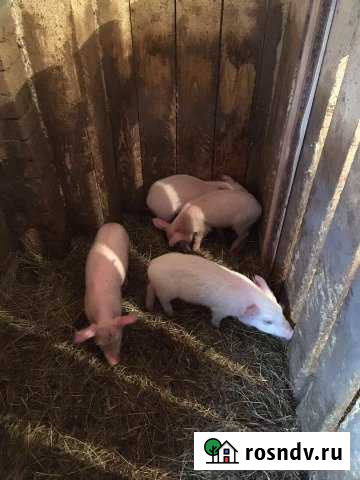 Ферма Чусовой - изображение 1