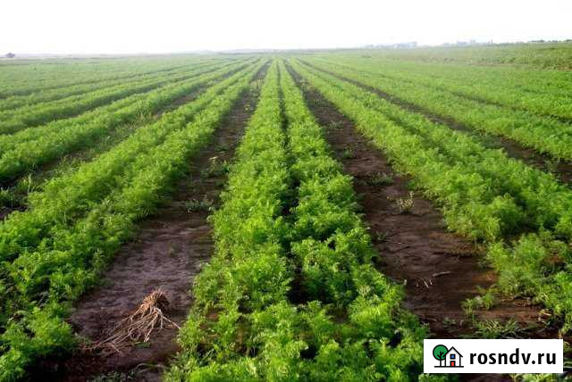 Участок СНТ, ДНП 24000 сот. в аренду в Волгограде Волгоград - изображение 1