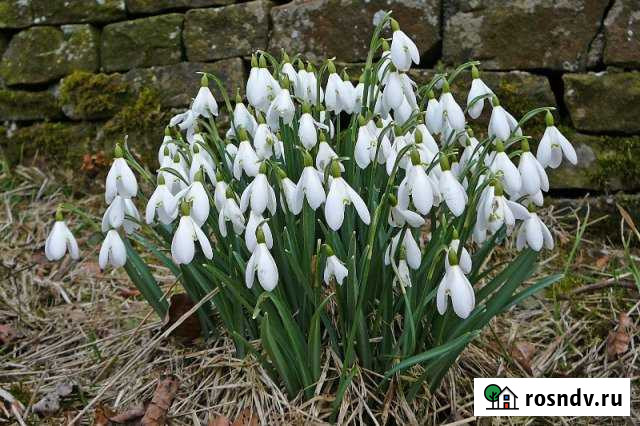 Участок ИЖС 7 сот. на продажу в Орехово-Зуево Орехово-Зуево - изображение 1