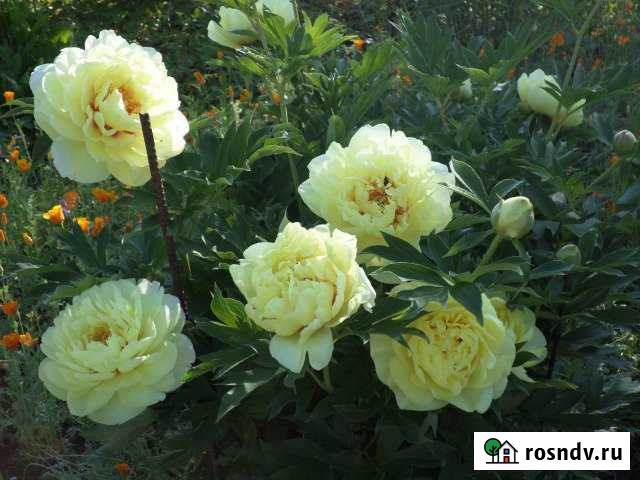 Дача 30 м² на участке 9.3 сот. на продажу в Верху-Нейвинском Верх-Нейвинский - изображение 1