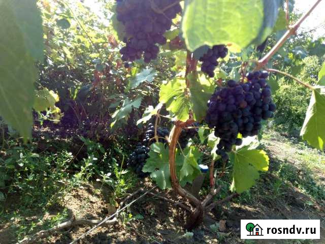 Дача 24 м² на участке 6 сот. на продажу в Нежинке Нежинка - изображение 1