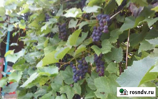 Дача 31 м² на участке 7 сот. на продажу в Светлом Калининградской области Светлый - изображение 1