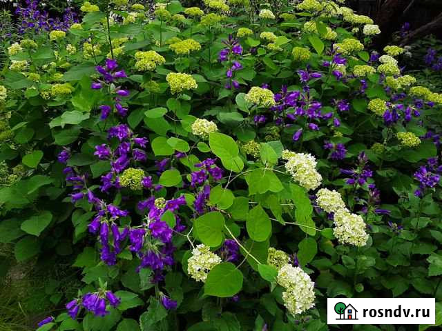 Участок ИЖС 12 сот. на продажу в Королеве Королев - изображение 1