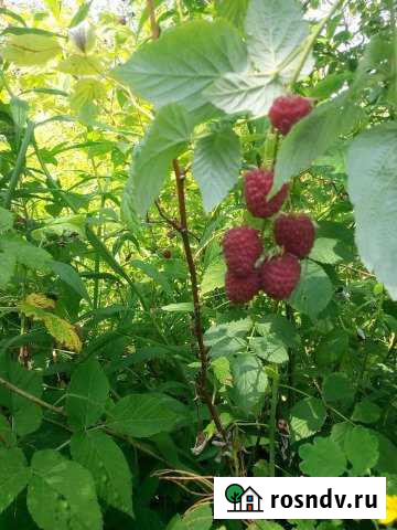 Участок СНТ, ДНП 6 сот. на продажу в Королеве Королев - изображение 1