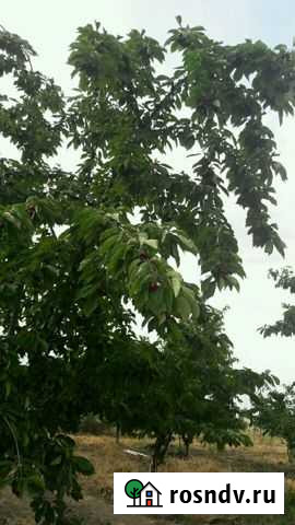 Участок СНТ, ДНП 800 сот. на продажу в Дербенте Дербент - изображение 1