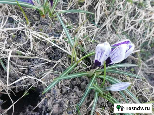 Участок ИЖС 41 сот. на продажу в Стругах Красных Струги Красные - изображение 1