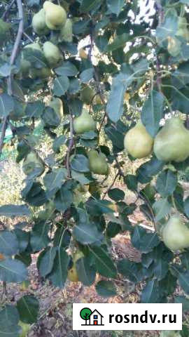 Дача 20 м² на участке 5 сот. на продажу в Знаменске Астраханской области Знаменск - изображение 1