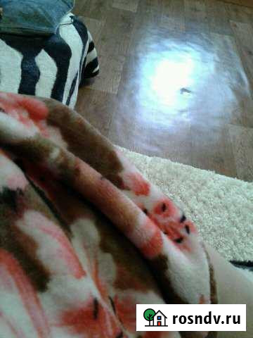 1-комнатная квартира, 49 м², 2/2 эт. в аренду на длительный срок в Высоком Ханты-Мансийского АО Высокий - изображение 1