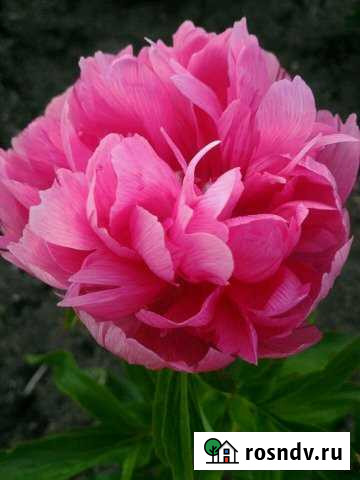 2-комнатная квартира, 44 м², 1/5 эт. на продажу в Ясном Ясный - изображение 1