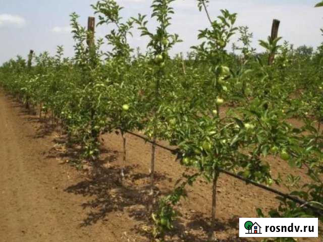 Участок СНТ, ДНП 240 сот. на продажу в Жаворонках Жаворонки - изображение 1