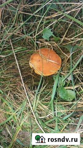 Участок СНТ, ДНП 12 сот. на продажу в Рошале Рошаль - изображение 1