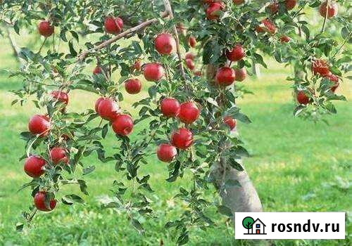 Дача 20 м² на участке 8 сот. на продажу в Джанкое Джанкой - изображение 1