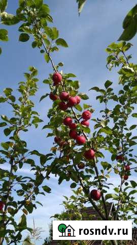 Дача 20 м² на участке 6 сот. на продажу в Горном Новосибирской области Горный - изображение 1