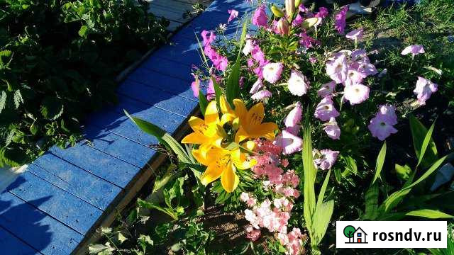 Дача 30 м² на участке 6 сот. на продажу в Мегионе Мегион - изображение 1