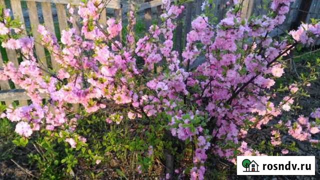 Дача 25 м² на участке 8 сот. на продажу в Амурске Амурск - изображение 1