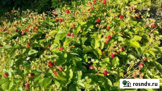 Дача 20 м² на участке 6 сот. на продажу в Юганце Юганец - изображение 1