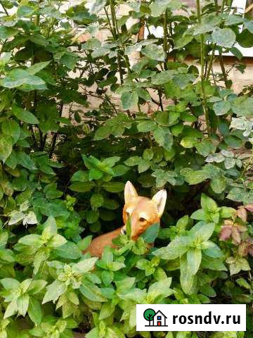 Комната 25 м² в 2-ком. кв., 2/2 эт. в аренду посуточно в Ростове-на-Дону Ростов-на-Дону - изображение 1